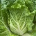 【精品】白菜净菜毛菜3-5全国供应基地直发欢迎联系