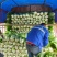 【精品】白菜净菜毛菜3-5全国供应基地直发欢迎联系