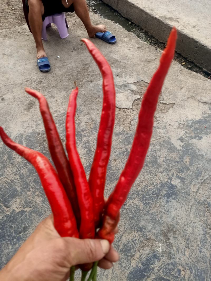 老百姓的辣椒