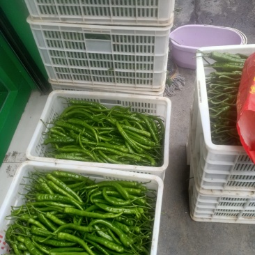 老百姓的辣椒
