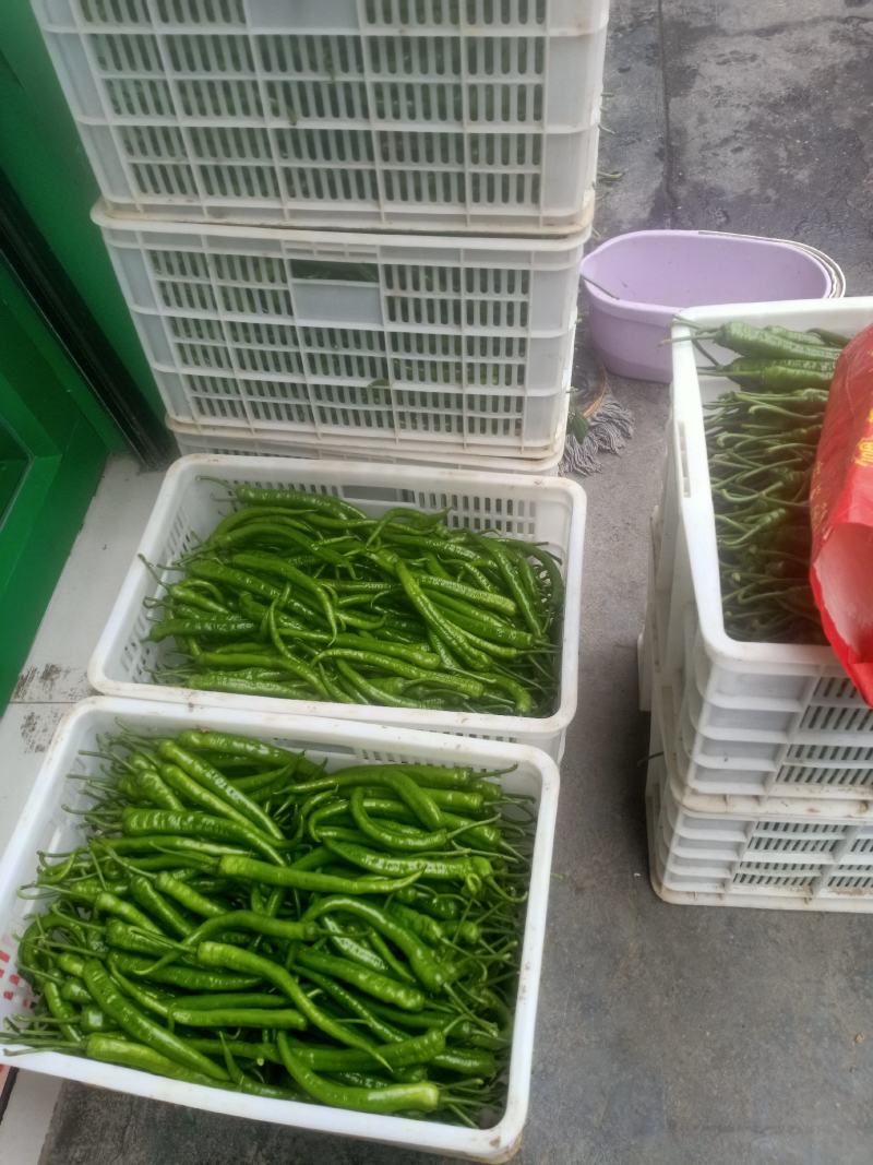 老百姓的辣椒