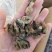 牡蛎干十足干，无沙质量超级好！1箱30斤！一手货源不包邮