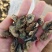 牡蛎干十足干，无沙质量超级好！1箱30斤！一手货源不包邮