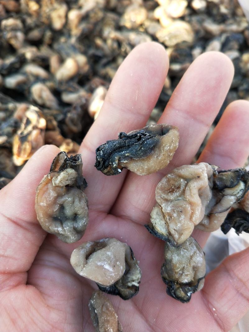 牡蛎干十足干，无沙质量超级好！1箱30斤！一手货源不包邮