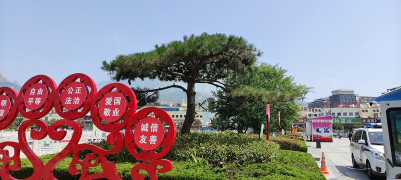 精品造型松