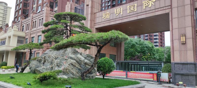 精品造型松