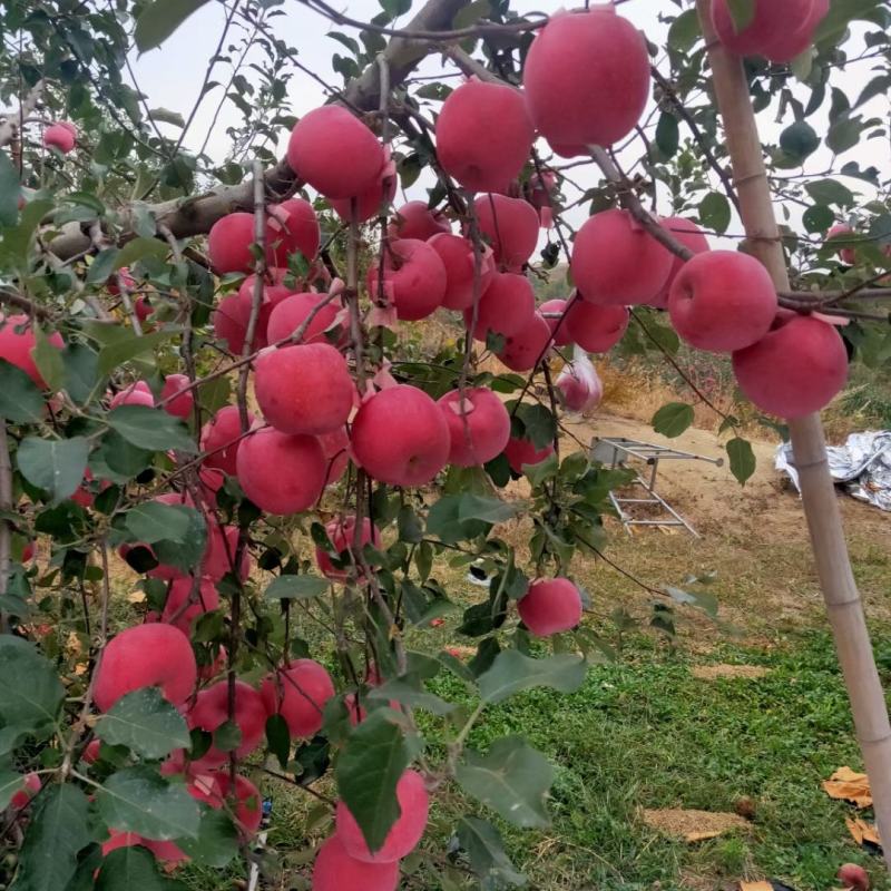 山东苹果烟台红富士苹果脆甜多汁可视频看货一条龙服务