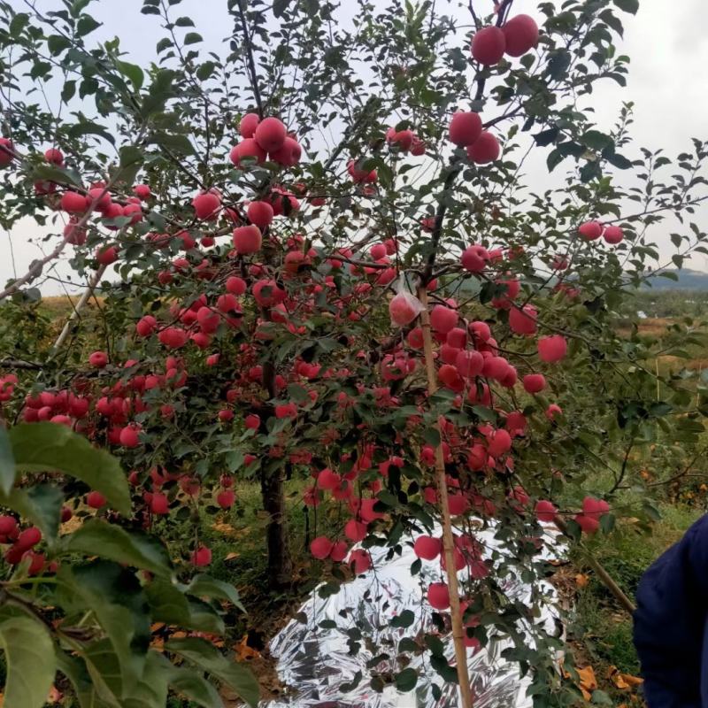 山东苹果烟台红富士苹果脆甜多汁可视频看货一条龙服务