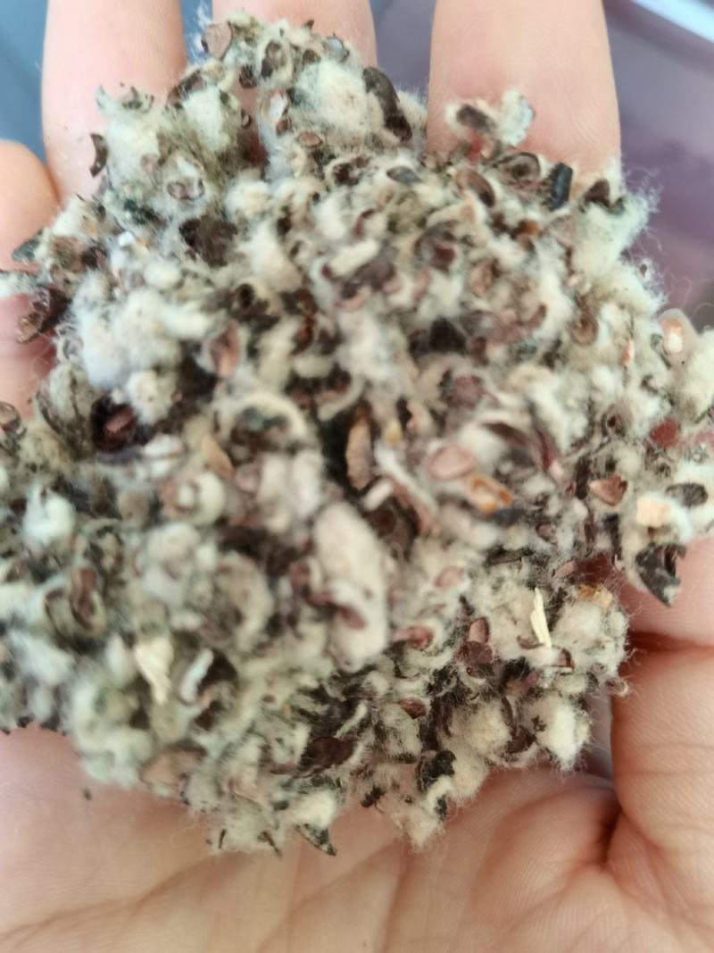 厂家直销种植棉子壳，优质棉子売，客户放心购买