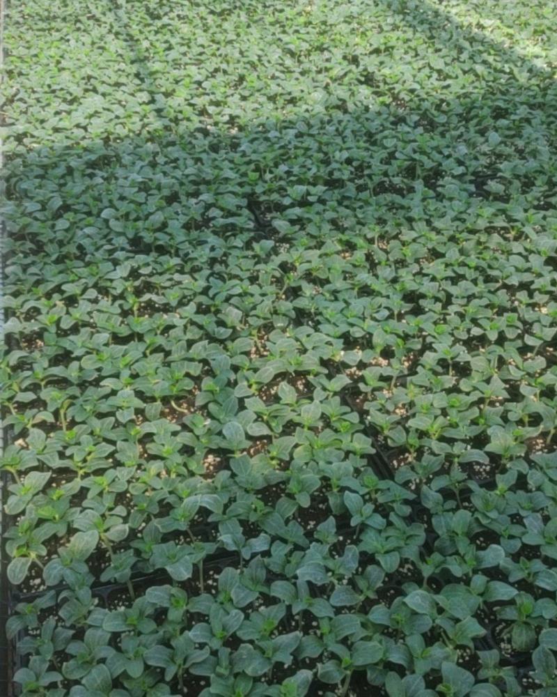 优质黄瓜苗，免费技术指导，长期供应黄瓜苗.嫁接.插接直播