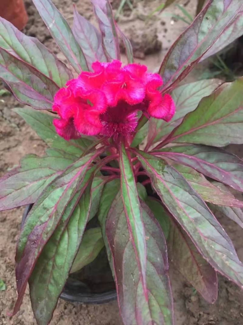 鸡冠花，花色多样，规格齐全，一手货源，大量有货