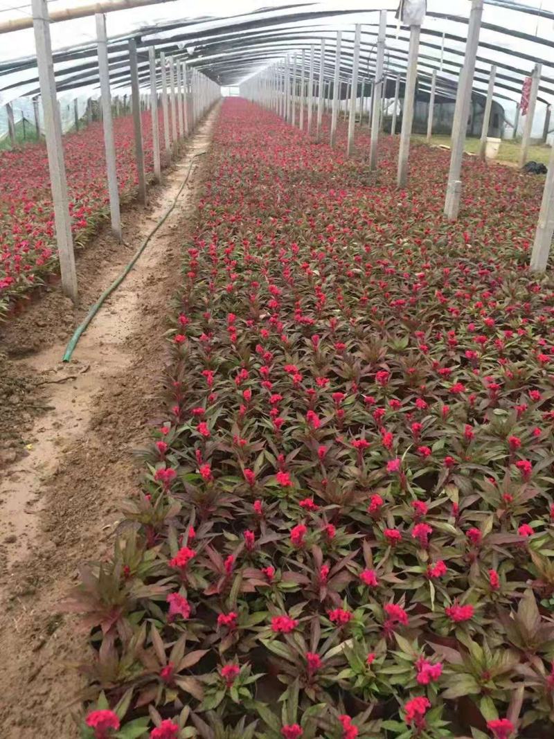 鸡冠花，花色多样，规格齐全，一手货源，大量有货