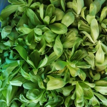 精品茼蒿货源充足