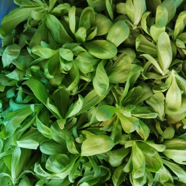 精品茼蒿货源充足