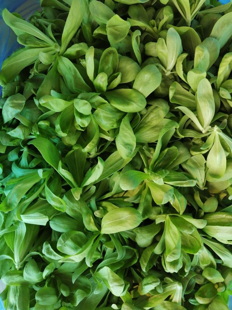 精品茼蒿货源充足
