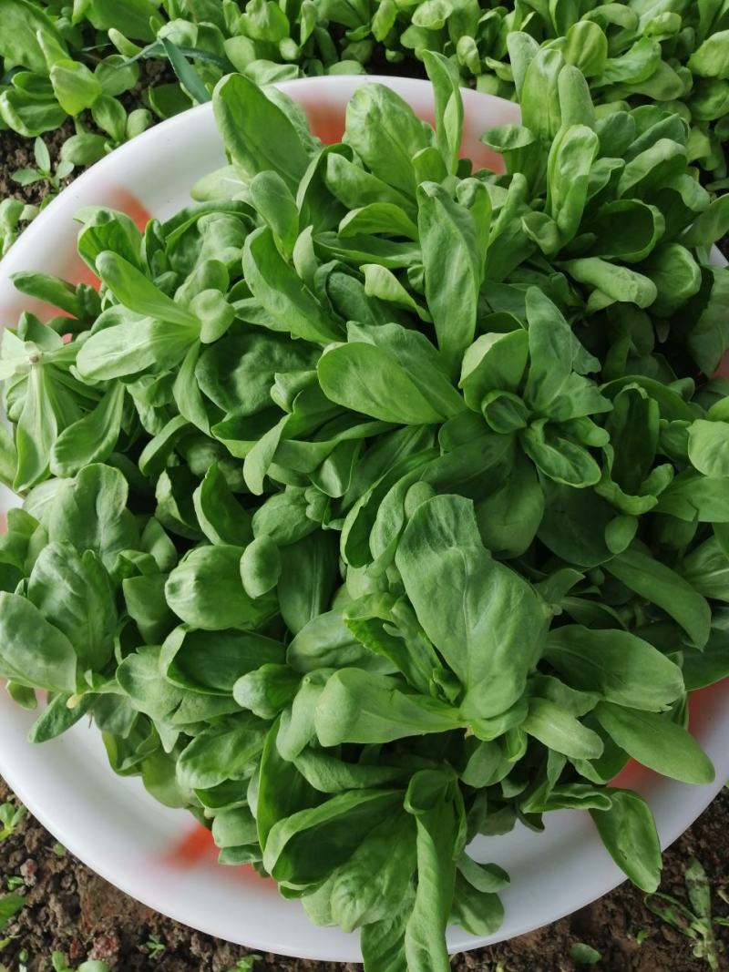 精品茼蒿货源充足