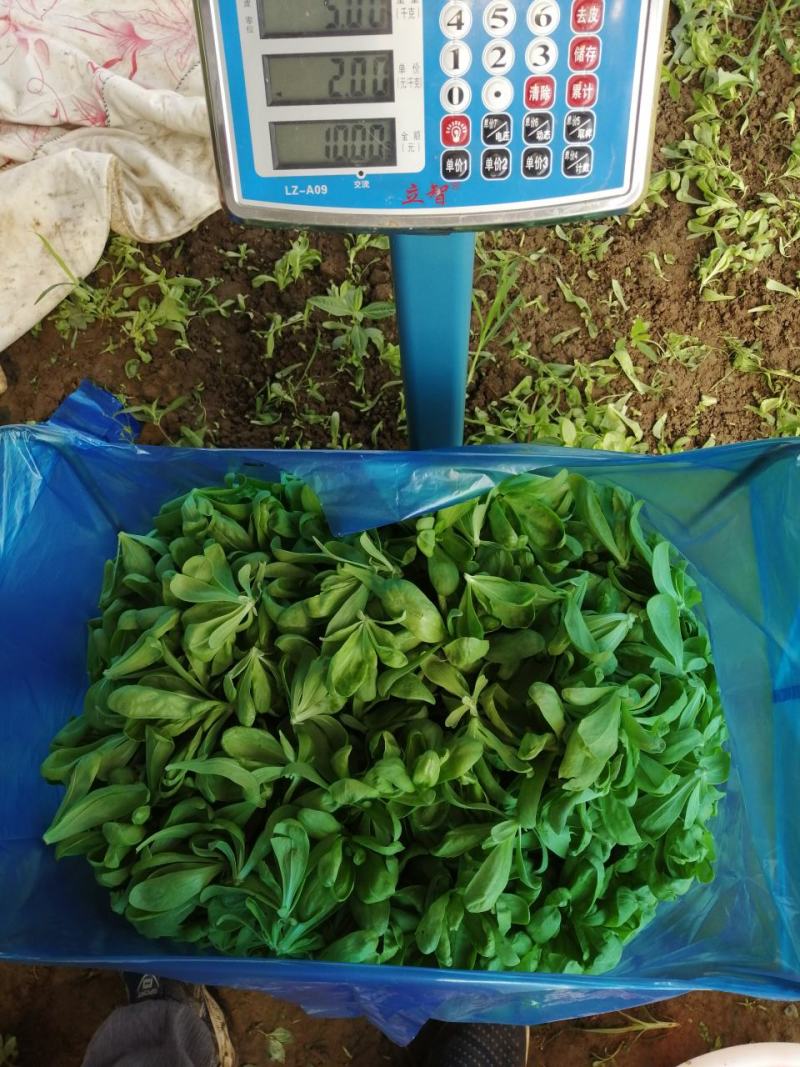 精品茼蒿货源充足