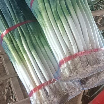 精品大葱