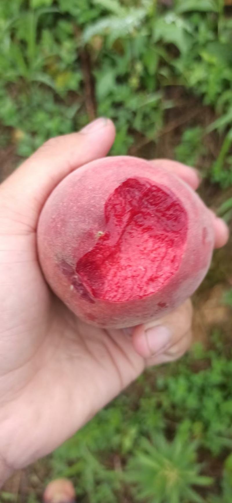 血桃湖北黄冈蕲春大别山狗血桃