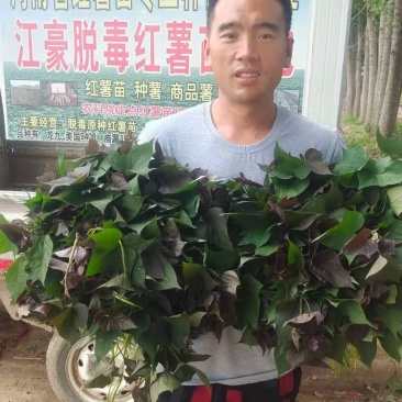 开封江豪脱毒红薯苗基地，供应各种脱毒红薯苗