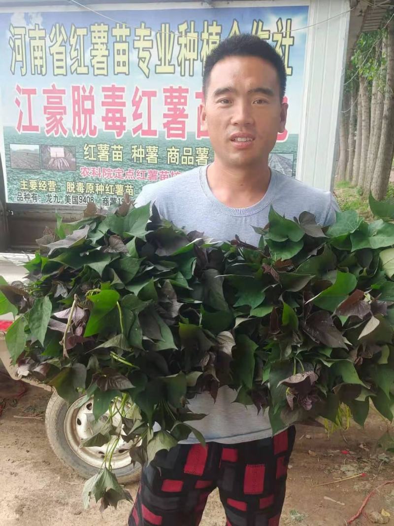 开封江豪脱毒红薯苗基地，供应各种脱毒红薯苗