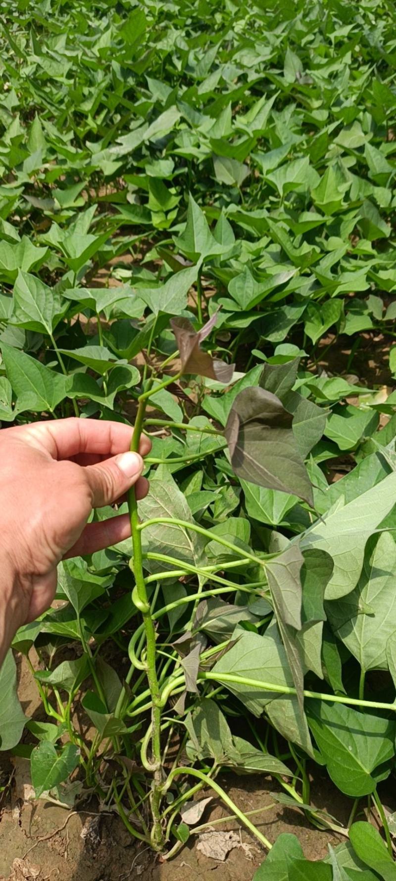 开封江豪脱毒红薯苗基地，供应各种脱毒红薯苗