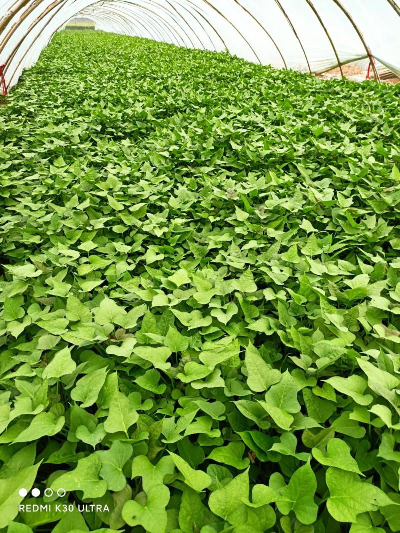 开封江豪脱毒红薯苗基地，供应各种脱毒红薯苗