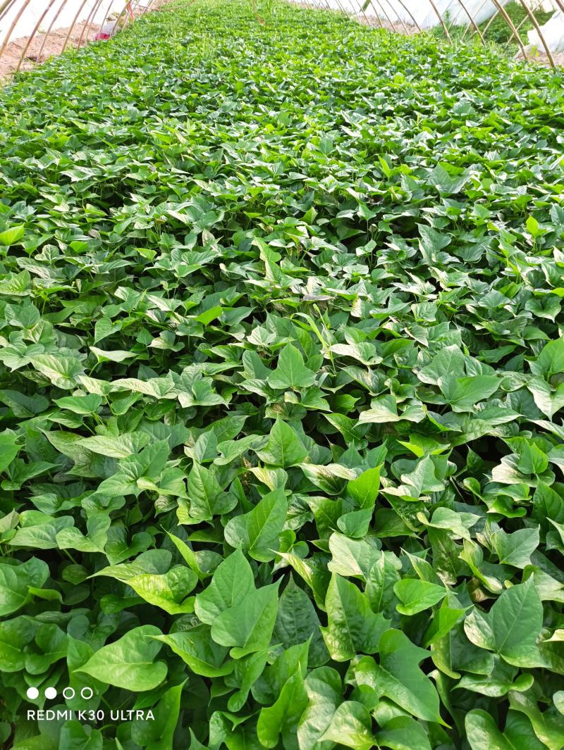 开封江豪脱毒红薯苗基地，供应各种脱毒红薯苗