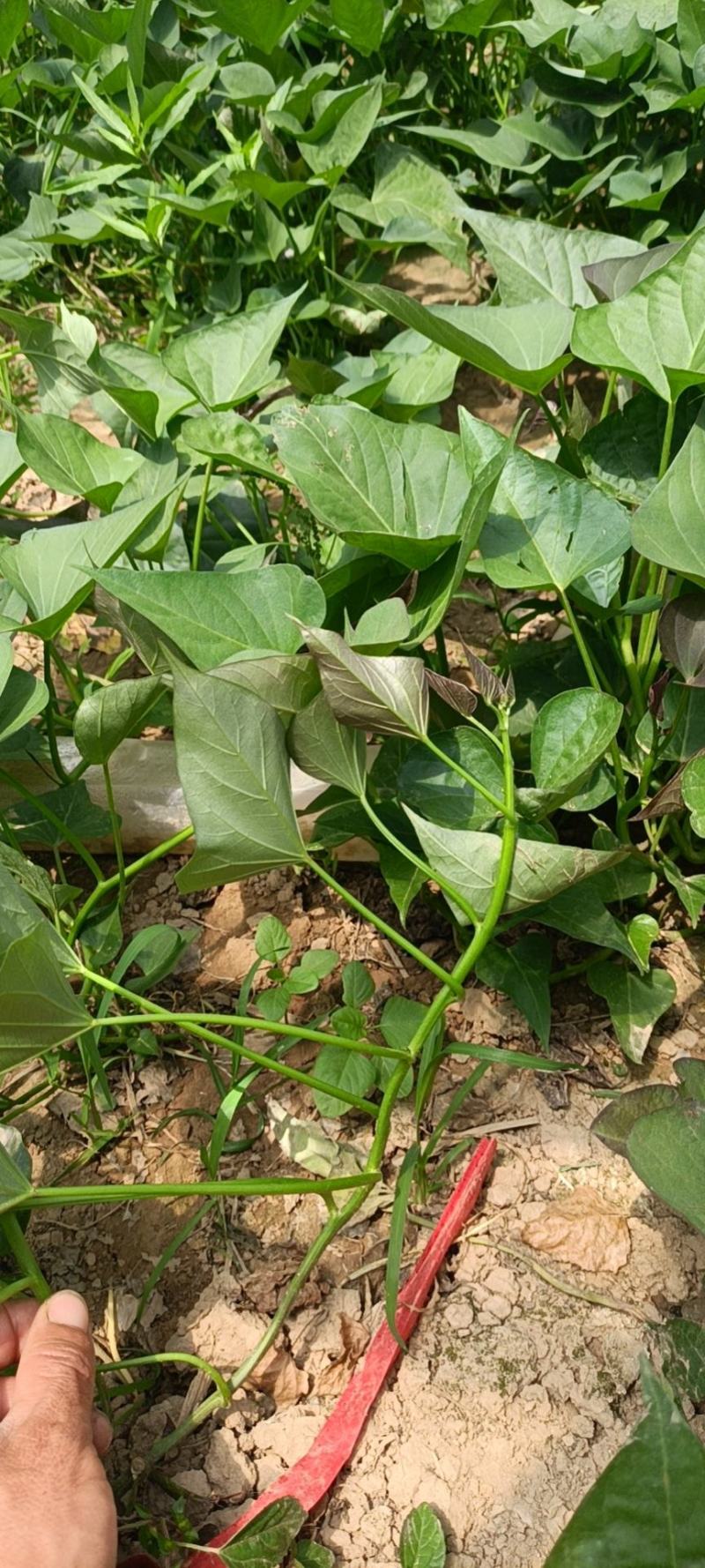 开封江豪脱毒红薯苗基地，供应各种脱毒红薯苗