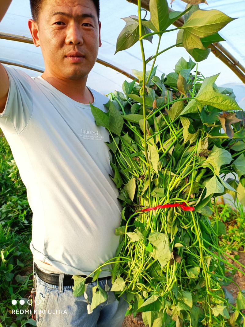 开封江豪脱毒红薯苗基地，供应各种脱毒红薯苗