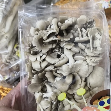 灰树花