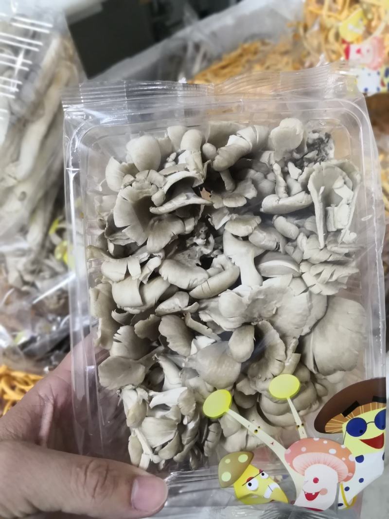 灰树花