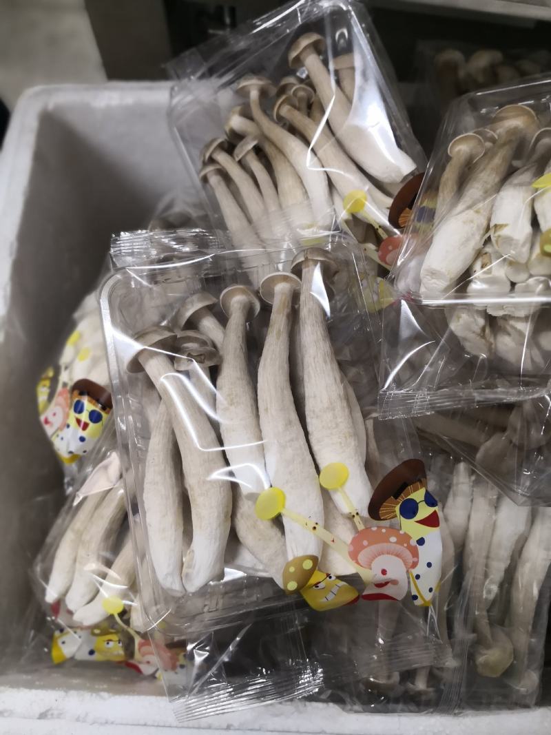 鹿茸菇