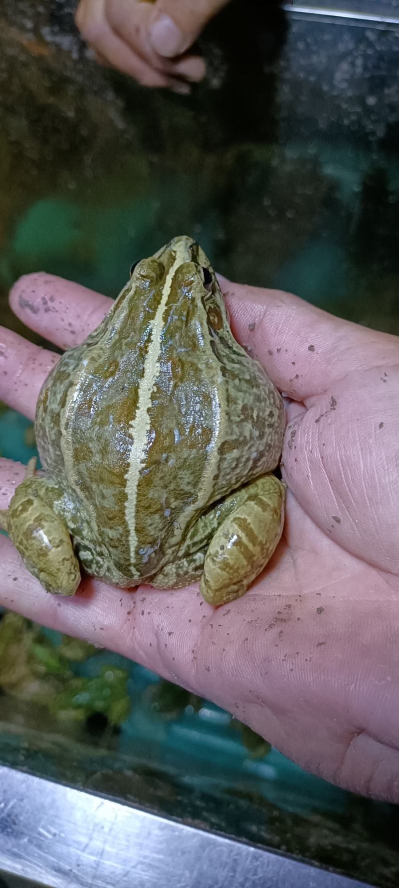 养殖黑斑蛙，各种规格货，统货年产量三百万斤以上