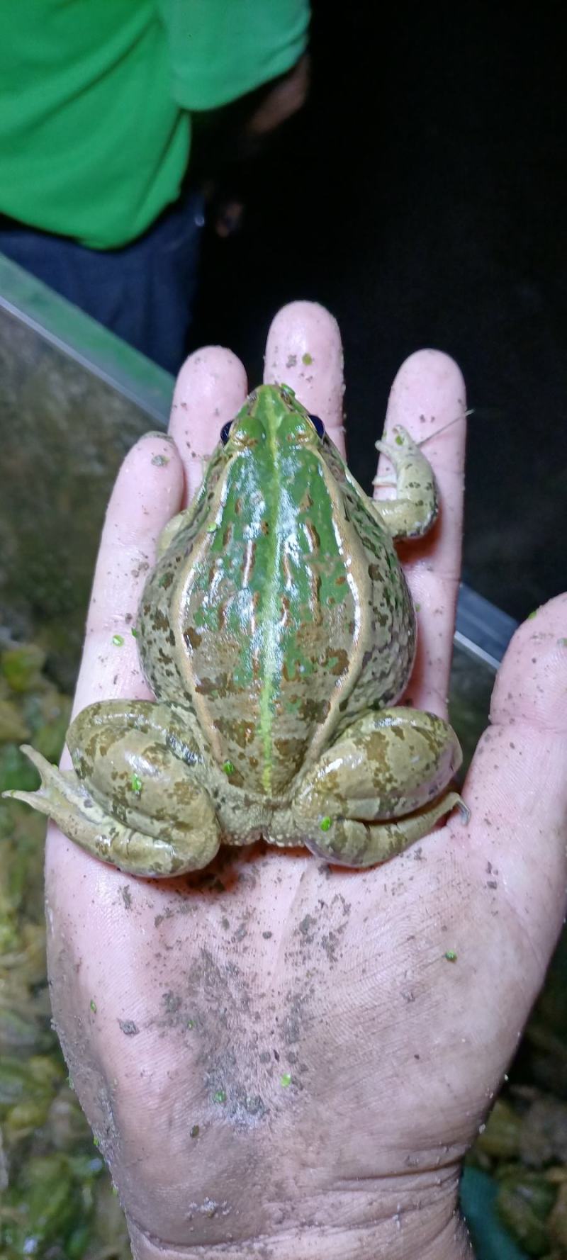 养殖黑斑蛙，各种规格货，统货年产量三百万斤以上