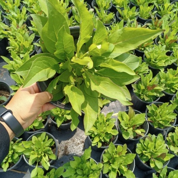 加仑杯草花