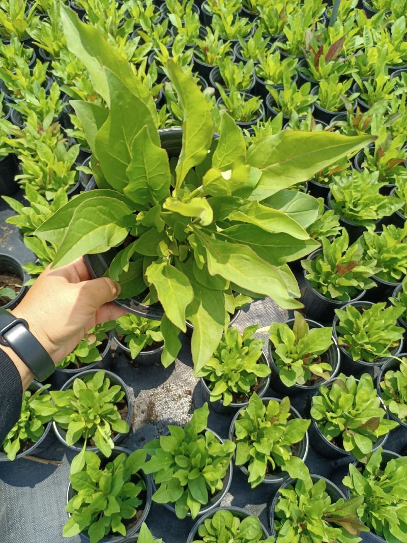 加仑杯草花