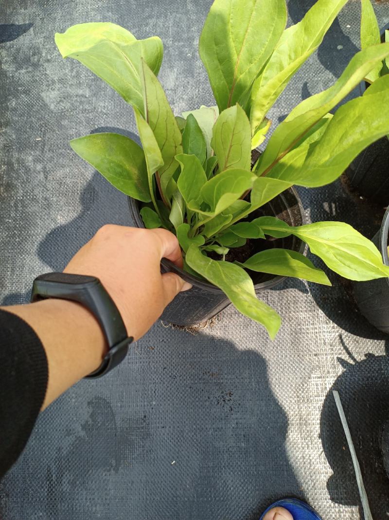 加仑杯草花