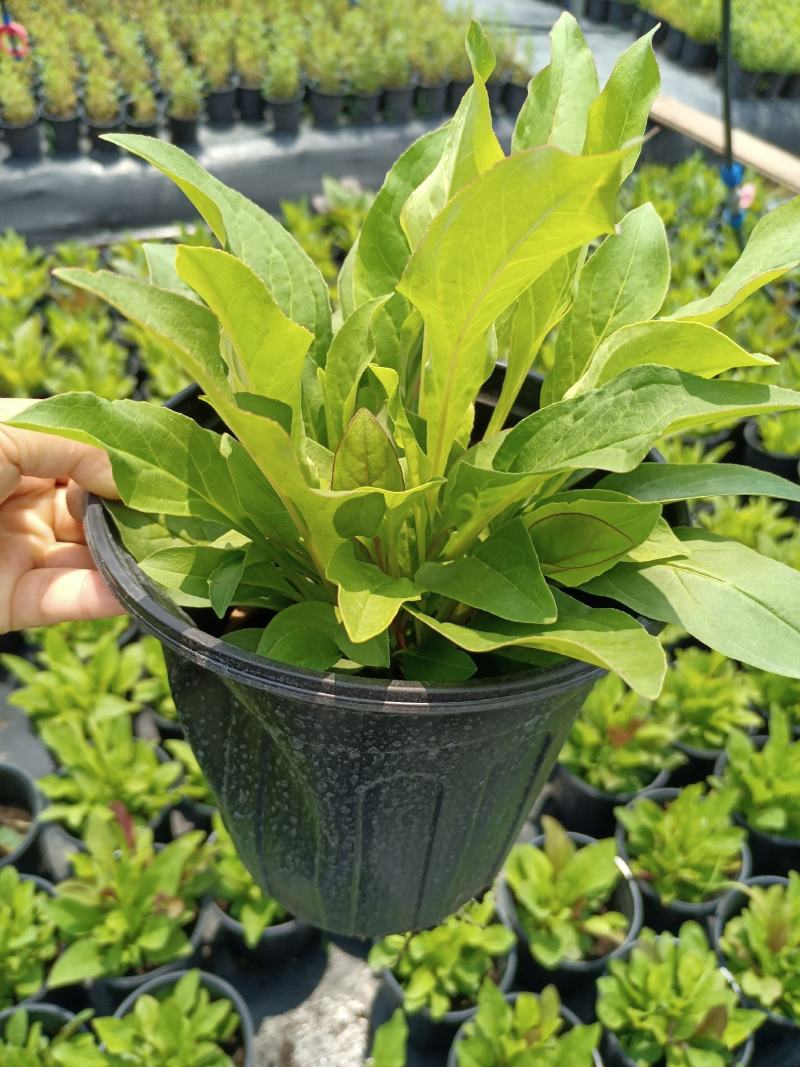 加仑杯草花