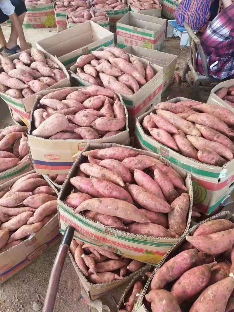 湖北襄阳西瓜红红薯产地直销品类齐全值得信赖