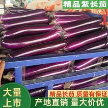紫长茄，广茄，长茄，超市，加工厂，电商都可供应，产地直发