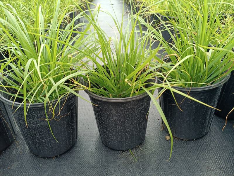 紫穗狼尾草1加仑