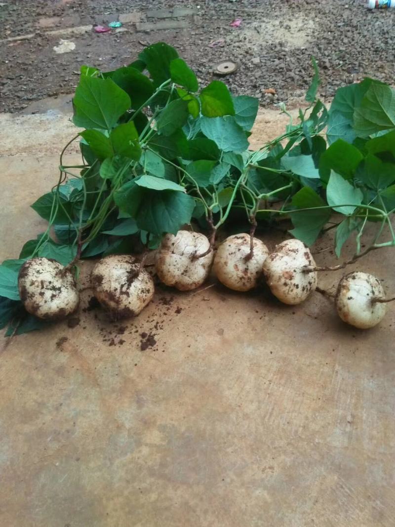 凉薯（豆薯）地瓜土瓜红土地种植（肉嫩、味甜、汁多、无渣）