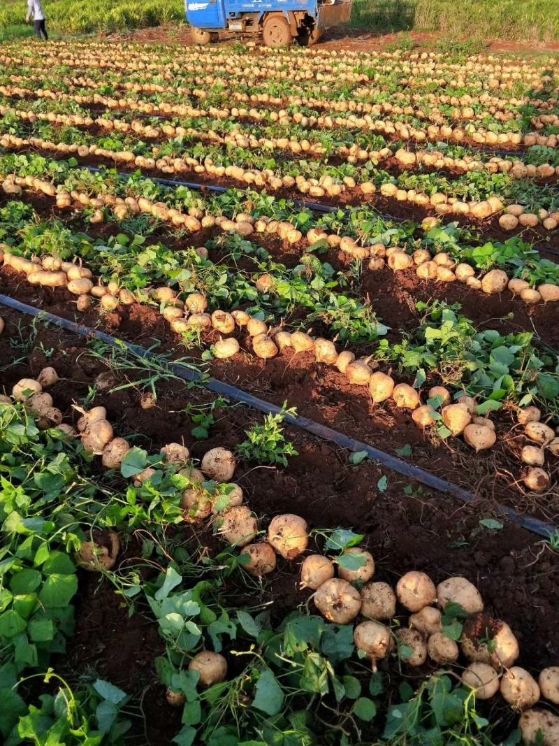 凉薯（豆薯）地瓜土瓜红土地种植（肉嫩、味甜、汁多、无渣）