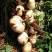 凉薯（豆薯）地瓜土瓜红土地种植（肉嫩、味甜、汁多、无渣）