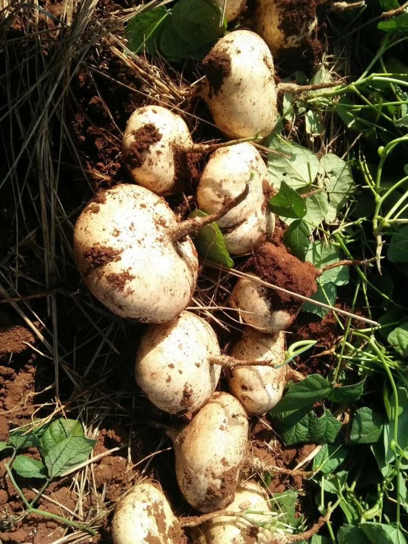 凉薯（豆薯）地瓜土瓜红土地种植（肉嫩、味甜、汁多、无渣）