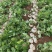 凉薯（豆薯）地瓜土瓜红土地种植（肉嫩、味甜、汁多、无渣）