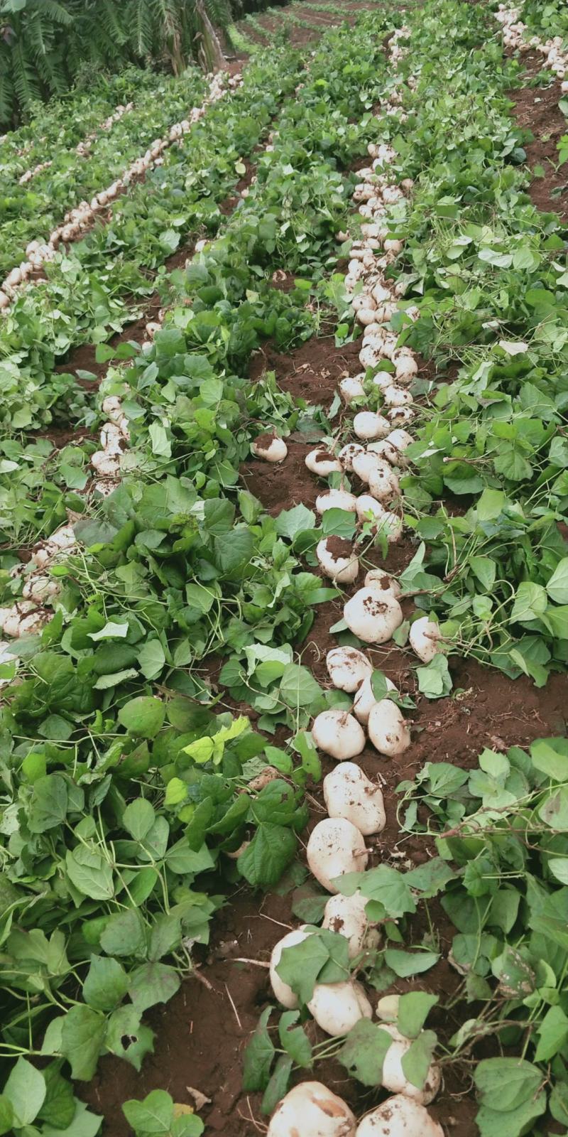 凉薯（豆薯）地瓜土瓜红土地种植（肉嫩、味甜、汁多、无渣）