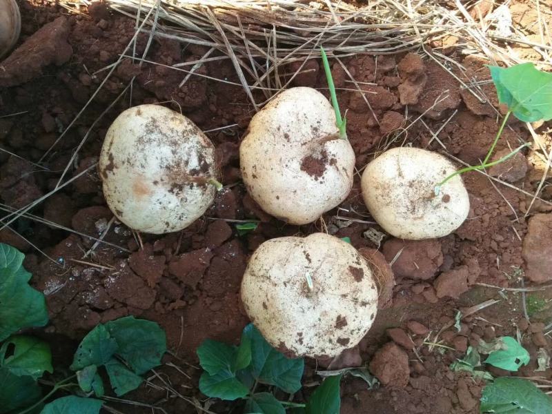 凉薯（豆薯）地瓜土瓜红土地种植（肉嫩、味甜、汁多、无渣）