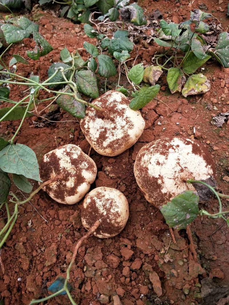凉薯（豆薯）地瓜土瓜红土地种植（肉嫩、味甜、汁多、无渣）